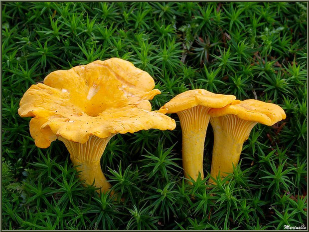Girolles en forêt sur le Bassin d'Arcachon
