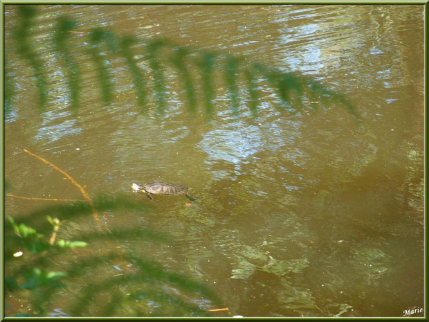 Tortue de Floride nageant au fil du Canal des Landes au Parc de la Chêneraie à Gujan-Mestras (Bassin d'Arcachon)