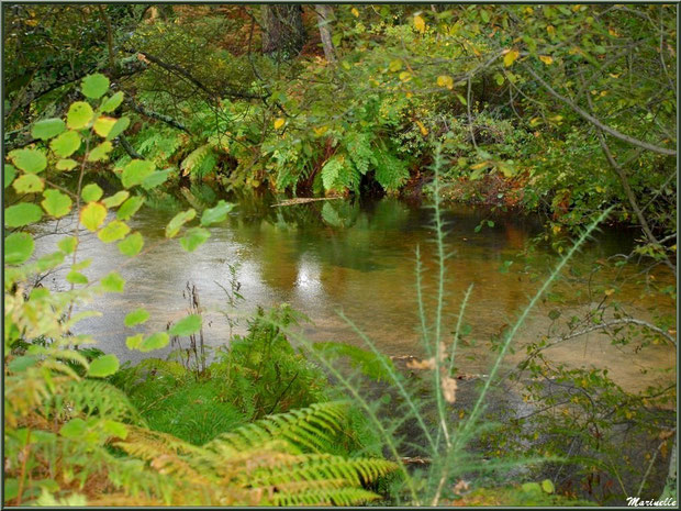 Végétation automnale et reflets sur le Canal des Landes au Parc de la Chêneraie à Gujan-Mestras (Bassin d'Arcachon)