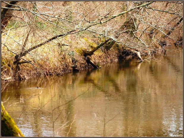 La Leyre, sa végétation et ses reflets en hiver, Sentier du Littoral au lieu-dit Lamothe, Le Teich, Bassin d'Arcachon (33)