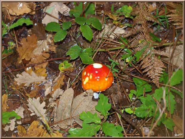 Jeune Amanite Tue-mouches en forêt sur le Bassin d'Arcachon
