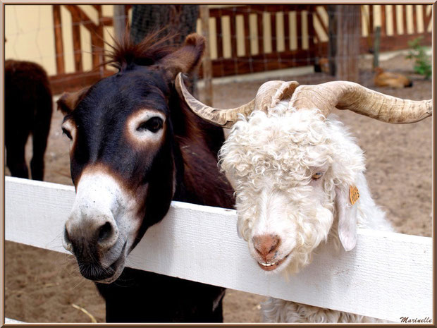 Deux copains, une chèvre angora et un petit âne, "se la coulent douce" sur le Bassin d'Arcachon