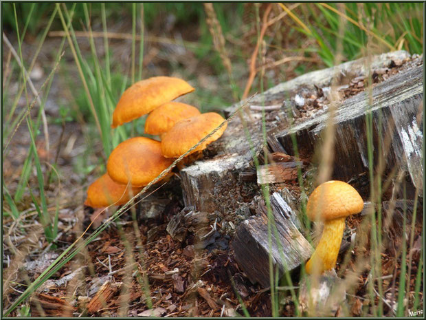 Gymnopiles Remarquables ou Pholiotes Remarquables en forêt sur le Bassin d'Arcachon