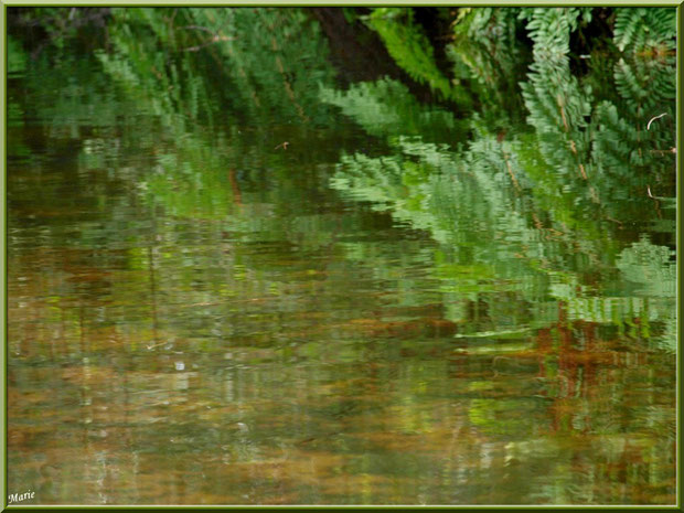 Reflets impressionnistes sur le Canal des Landes au Parc de la Chêneraie à Gujan-Mestras (Bassin d'Arcachon)