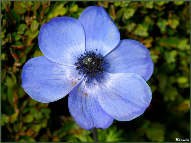 Anémone bleue au jardin