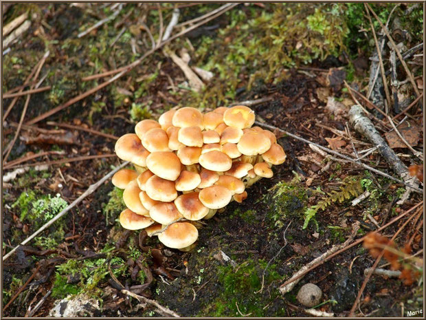 Hypholomes en Touffe en forêt sur le Bassin d'Arcachon