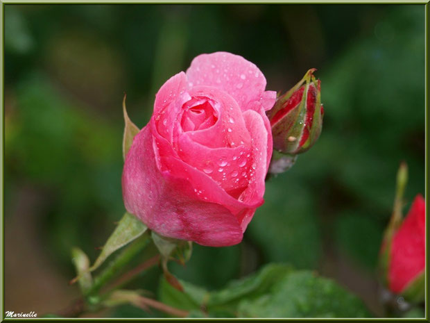 Bouton de rose après ondée (au jardin)