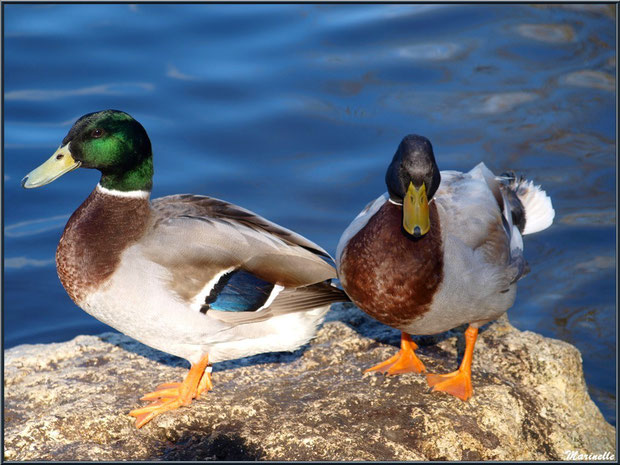 Canards Colvert en duo en bordure du bassin à l'entrée du Parc de la Chêneraie à Gujan-Mestras (Bassin d'Arcachon)