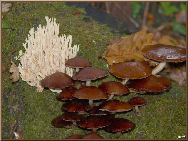 Ramaire Droite ou Clavaire Dressée et Collybies en forêt sur le Bassin d'Arcachon