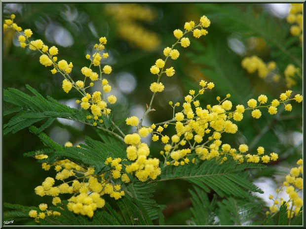 Mimosa en fleurs au Parc de la Chêneraie à Gujan-Mestras (Bassin d'Arcachon)