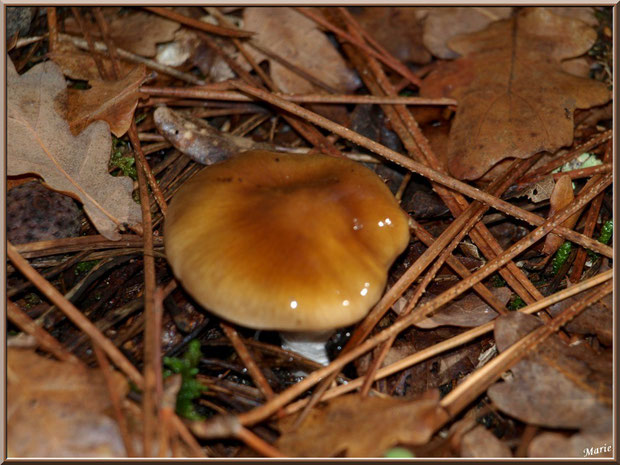 Tricholome Brulé en forêt sur le Bassin d'Arcachon