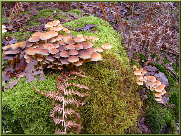 Hypholomes en Touffe sur tronc moussu en forêt sur le Bassin d'Arcachon