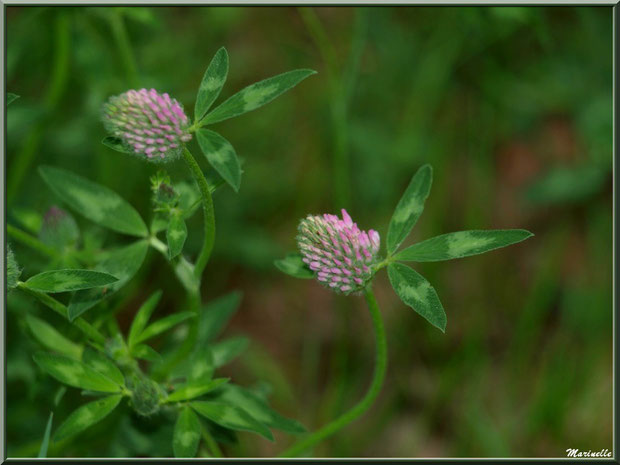 Trèfle des Prés ou Trifolium Pratense, flore sur le Bassin d'Arcachon (33)