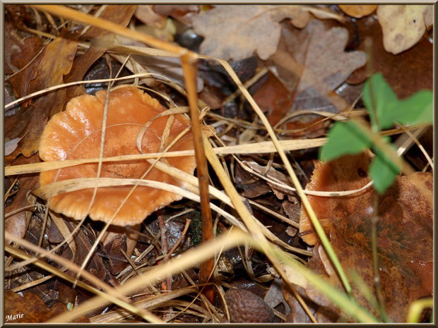 Lactaires à Lait Abondant, bien cachés, en forêt sur le Bassin d'Arcachon