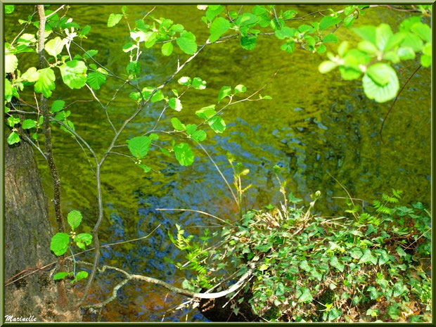 Verdoyance et reflets en bordure de La Leyre, Sentier du Littoral au lieu-dit Lamothe, Le Teich, Bassin d'Arcachon (33) 