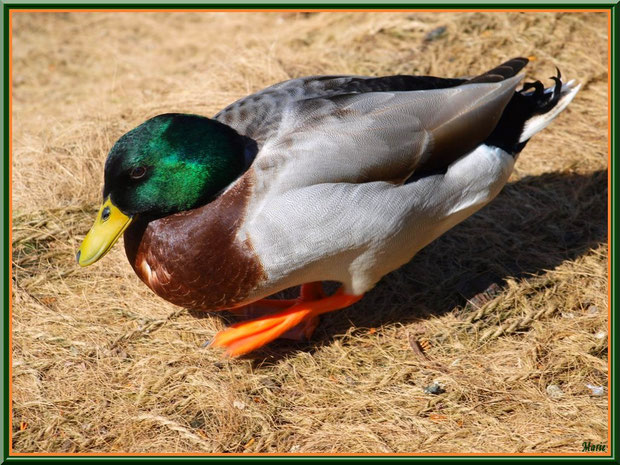 Canard Colvert prêt pour la sieste au Parc de la Chêneraie à Gujan-Mestras (Bassin d'Arcachon)