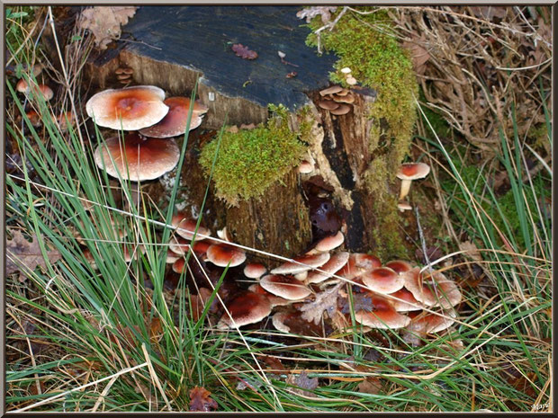 Hypholomes Couleur de Brique en forêt sur le Bassin d'Arcachon