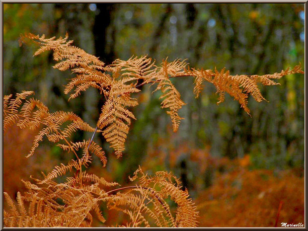 Fougère automnale en forêt sur le Bassin d'Arcachon (33)