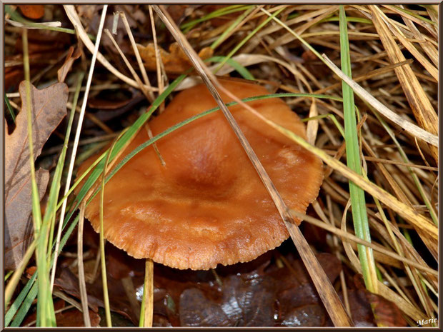 Lactaire à Lait Abondant en forêt sur le Bassin d'Arcachon
