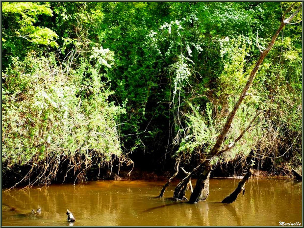 Végétation luxuriante, aubépines en fleurs et reflets en bordure de La Leyre, Sentier du Littoral au lieu-dit Lamothe, Le Teich, Bassin d'Arcachon (33) 