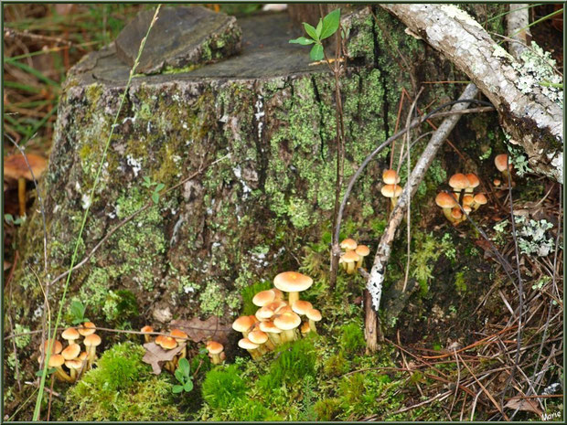 Hypholomes en Touffe en famille au bas d'une souche de pin en forêt sur le Bassin d'Arcachon
