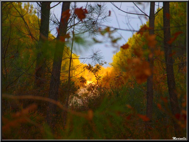 Soleil couchant en forêt automnale sur le Bassin d'Arcachon (33) 