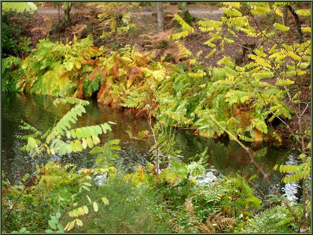 Végétation automnale et reflets sur le Canal des Landes au Parc de la Chêneraie à Gujan-Mestras (Bassin d'Arcachon)