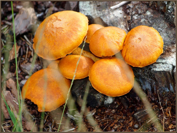 Gymnopiles Remarquables ou Pholiotes Remarquables en forêt sur le Bassin d'Arcachon