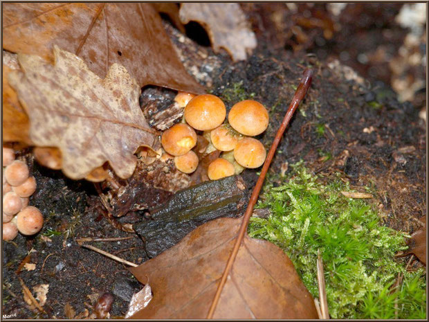 Gymnopiles Remarquables ou Pholiotes Remarquables naissants en forêt sur le Bassin d'Arcachon