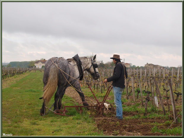 "Cheval des Vignes"au labour dans un vignoble à St Sulpice de Faleyrens (33) en avril 2012 