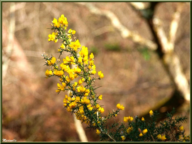 Ajonc en fleurs sur le sentier bordant La Leyre, Sentier du Littoral au lieu-dit Lamothe, Le Teich, Bassin d'Arcachon (33)