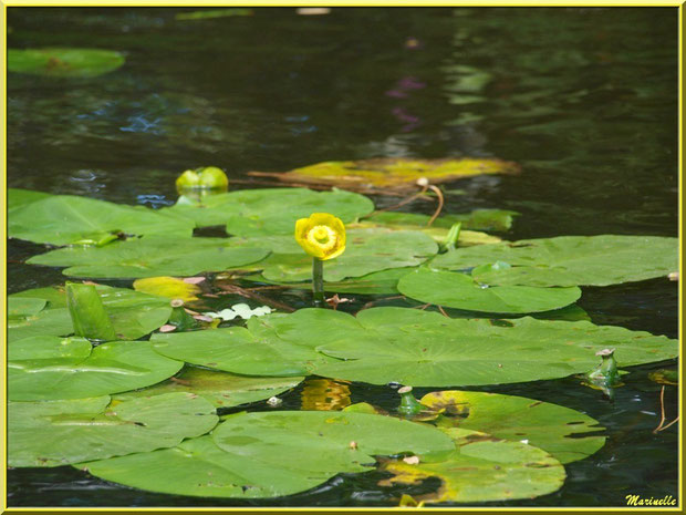 Nénuphars jaunes sur le Canal des Landes au Parc de la Chêneraie à Gujan-Mestras (Bassin d'Arcachon)