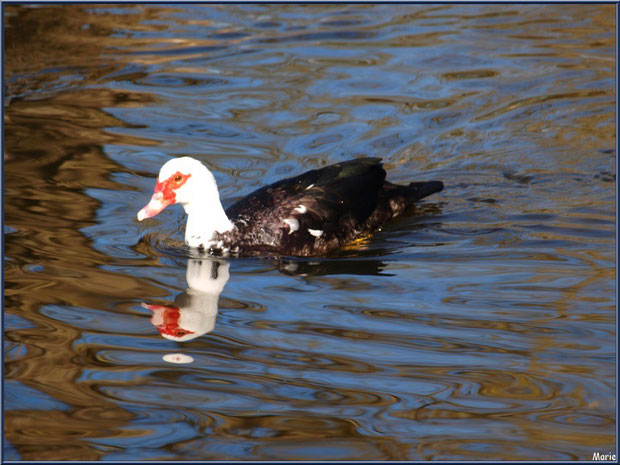 Canard de Barbarie dans le bassin à l'entrée du Parc de la Chêneraie à Gujan-Mestras (Bassin d'Arcachon)