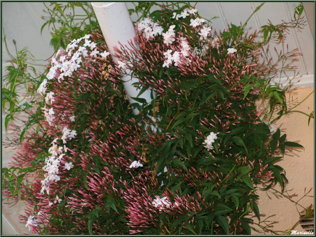 Jasmin au jardin