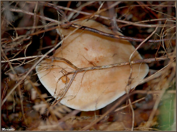 Lactaire Odorant, bien caché, en forêt sur le Bassin d'Arcachon