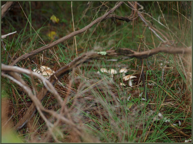 Champignons en colonie cachée en forêt sur le Bassin d'Arcachon