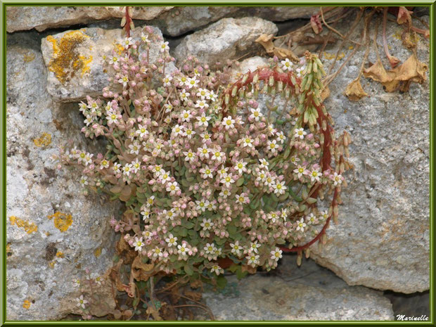 Fleurettes dans la pierre d'une murette de l'abbaye de Silvacane, Vallée de la Basse Durance (13)