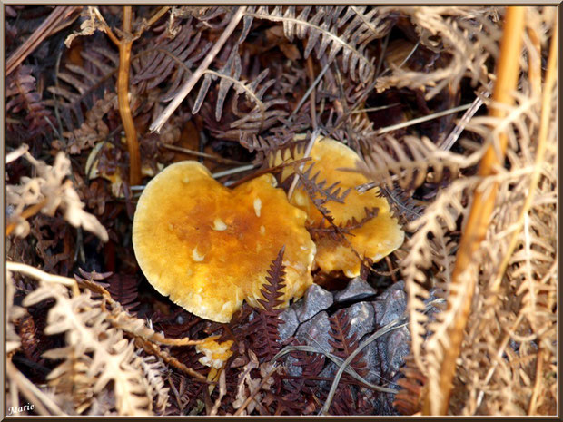Clitocybes Orangés au creux de fougères en forêt sur le Bassin d'Arcachon