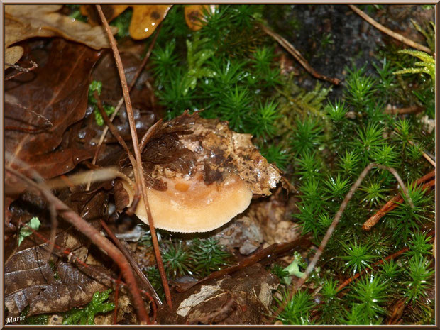 Lactaire Sanguin en forêt sur le Bassin d'Arcachon