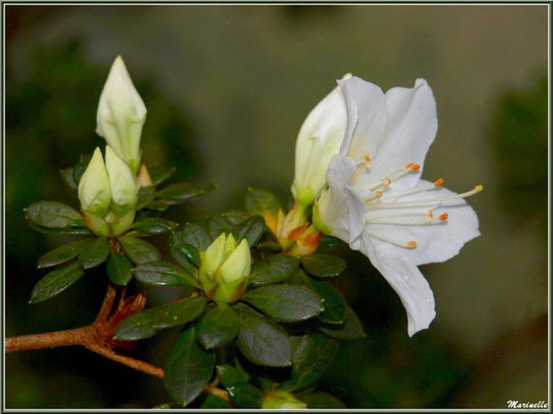 Azalée blanche au jardin