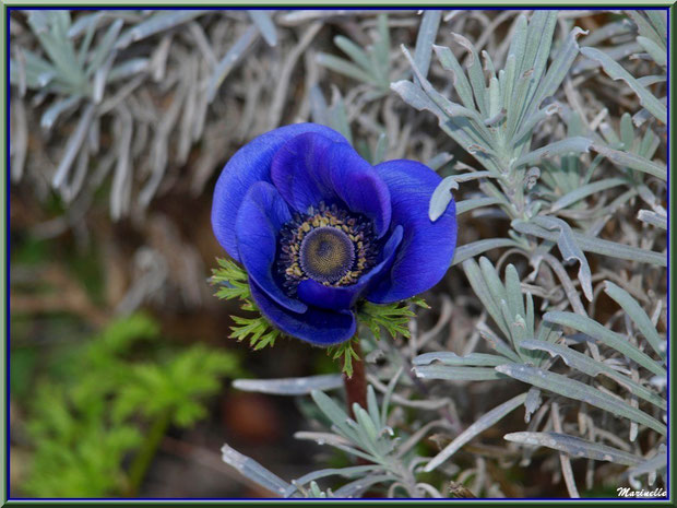 Anémone bleue au jardin