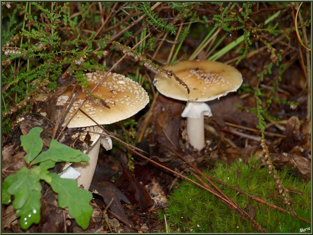 Amanites Panthère en duo en forêt sur le Bassin d'Arcachon