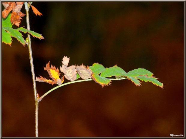 Branche d'acacia automnal, forêt sur le Bassin d'Arcachon (33) 