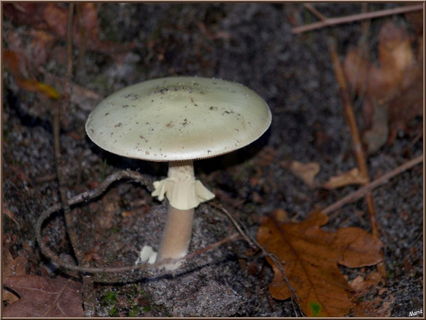 Amanite Phalloïde en forêt sur le Bassin d'Arcachon