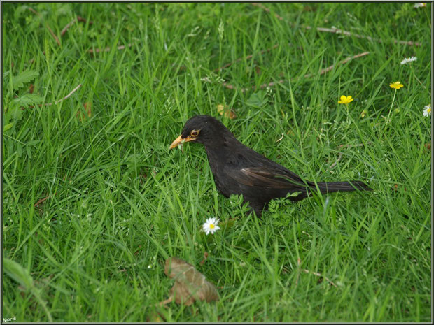 Merle, beau merle, à Talmont-sur-Gironde, Charente-Maritime