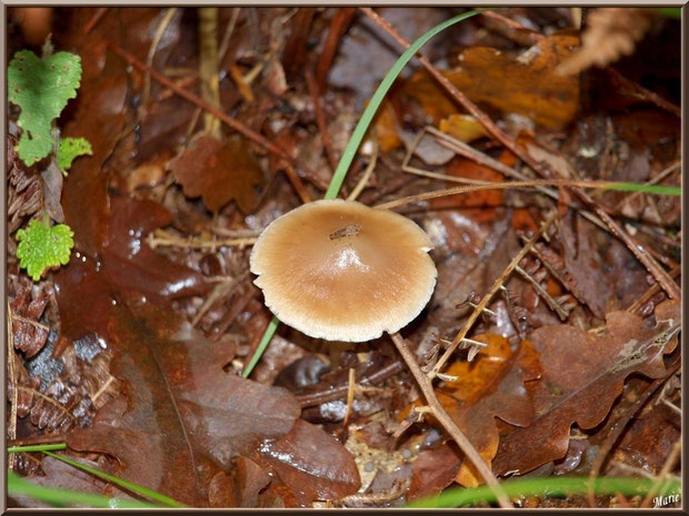 Collybie et son petit locataire en forêt sur le Bassin d'Arcachon