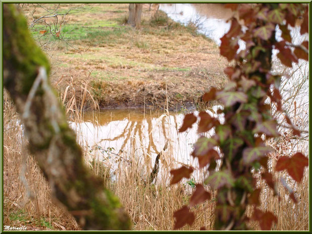 Végétation hivernale et reflets dans un ruisseau bordant le sentier, Sentier du Littoral secteur Pont Neuf, Le Teich, Bassin d'Arcachon (33)