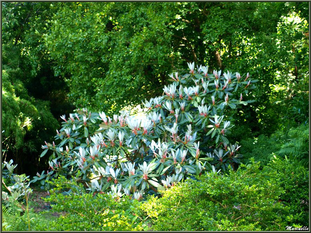 Le Canal : une des variétés de magnolias et autre végétation luxuriante - Les Jardins du Kerdalo à Trédarzec, Côtes d'Armor (22) 