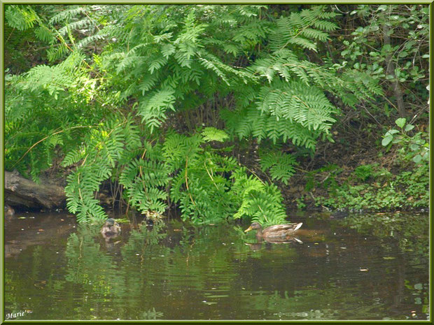 Canard et reflets sur le Canal des Landes au Parc de la Chêneraie à Gujan-Mestras (Bassin d'Arcachon)