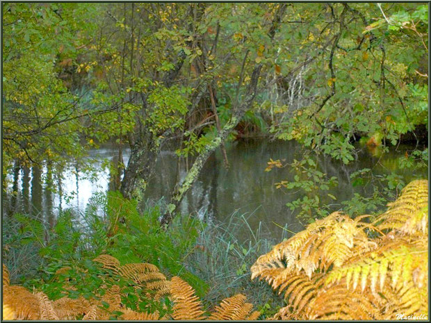 Végétation automnale et reflets sur le Canal des Landes au Parc de la Chêneraie à Gujan-Mestras (Bassin d'Arcachon)